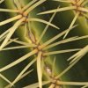 Echinocactus grussonii_8